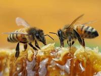 Front Line Bees Removal Adelaide  image 4